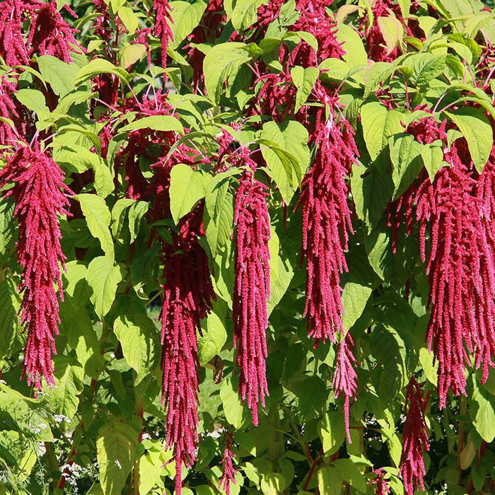 Love Lies Bleeding Seeds|Love Lies Bleeding, Amaranthus caudatus