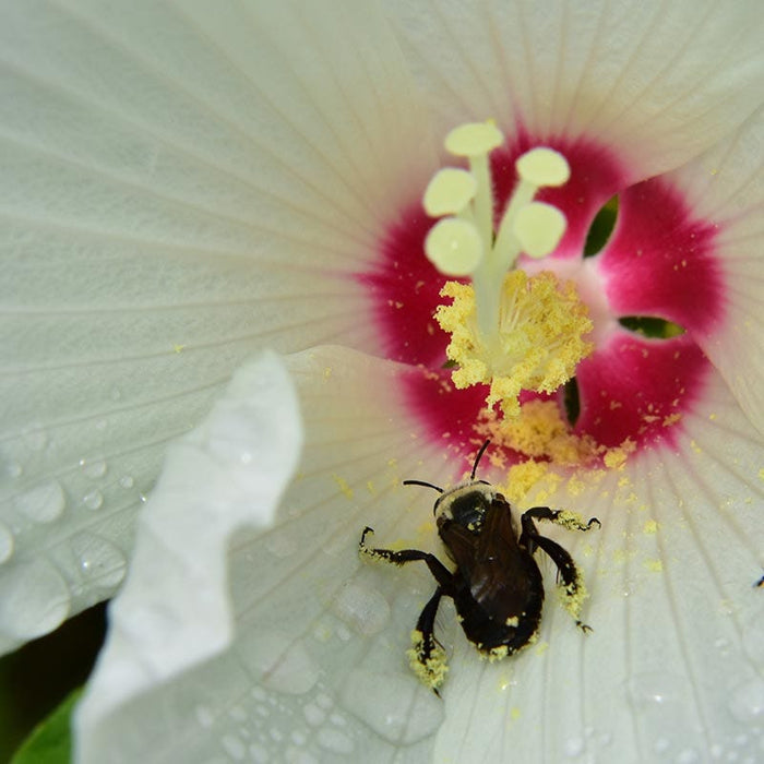 Luna™ White Hibiscus|Luna White Hibiscus, Hibiscus moscheutos Luna White, with pollinator