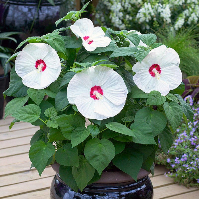 Luna™ White Hibiscus|Luna White Hibiscus planted in a container with multiple large white flowers (Hibiscus moscheutos Luna White)