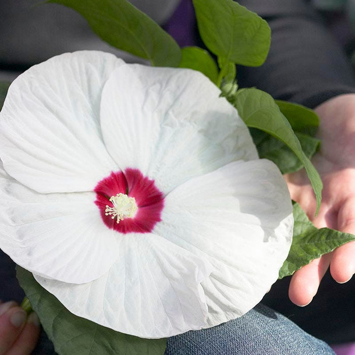 Luna™ White Hibiscus|Luna White Hibiscus, Hibiscus moscheutos Luna White, close up of flower