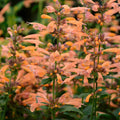 Mango Tango Hyssop|Anise Hyssop Mango Tango, Agastache Mango Tango, close up of peach-pink flowers, photo courtesy of Walter's Garden