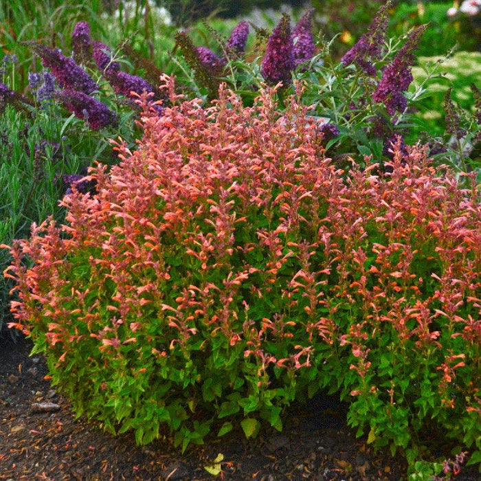 Mango Tango Hyssop|Anise Hyssop Mango Tango, Agastache Mango Tango in the garden, photo courtesy of Walter's Garden