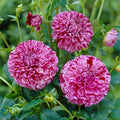 Marble Ball Dahlia|Pink and White Marble Ball Dahlia