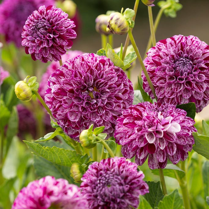 Marble Ball Dahlia|Pink and White Marble Ball Dahlia