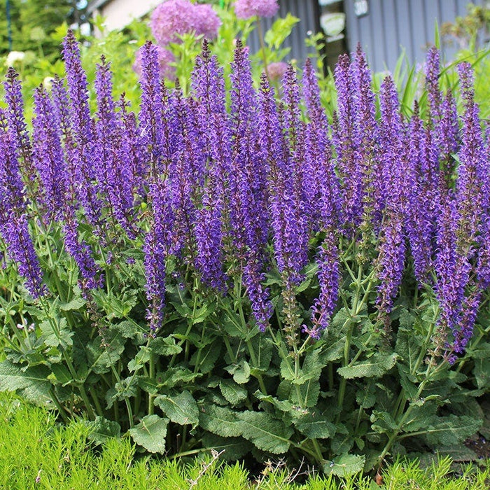 May Night Salvia|May Night Meadow Sage