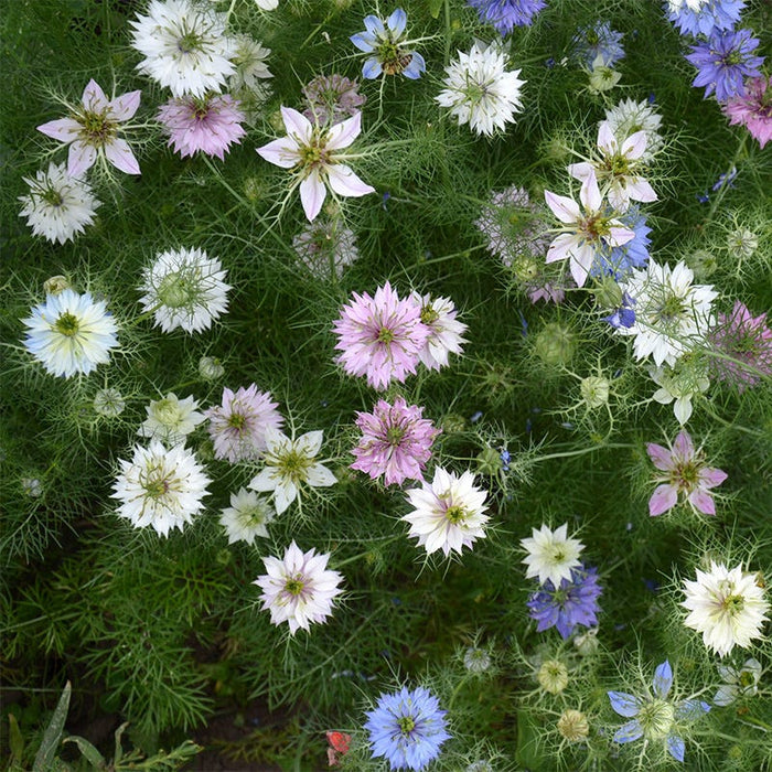 Miss Jekyll Love In A Mist Seeds|Pink and Blue and White Love in a Mist Seeds Miss Jekyll, Nigella damascena Miss Jekyll, Love in a Mist