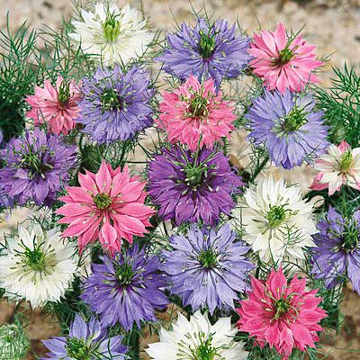 Miss Jekyll Love In A Mist Seeds|Pink and Blue and White Love in a Mist Seeds Miss Jekyll, Nigella damascena Miss Jekyll, Love in a Mist