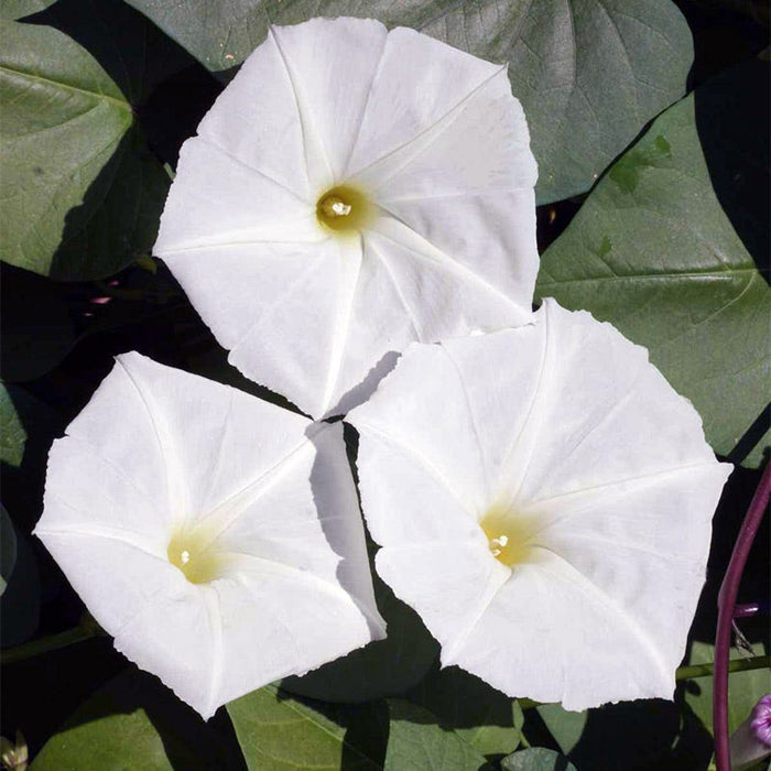 Moon Flower Seeds|White Moon Flower Seeds, Ipomea alba, Moon Flower