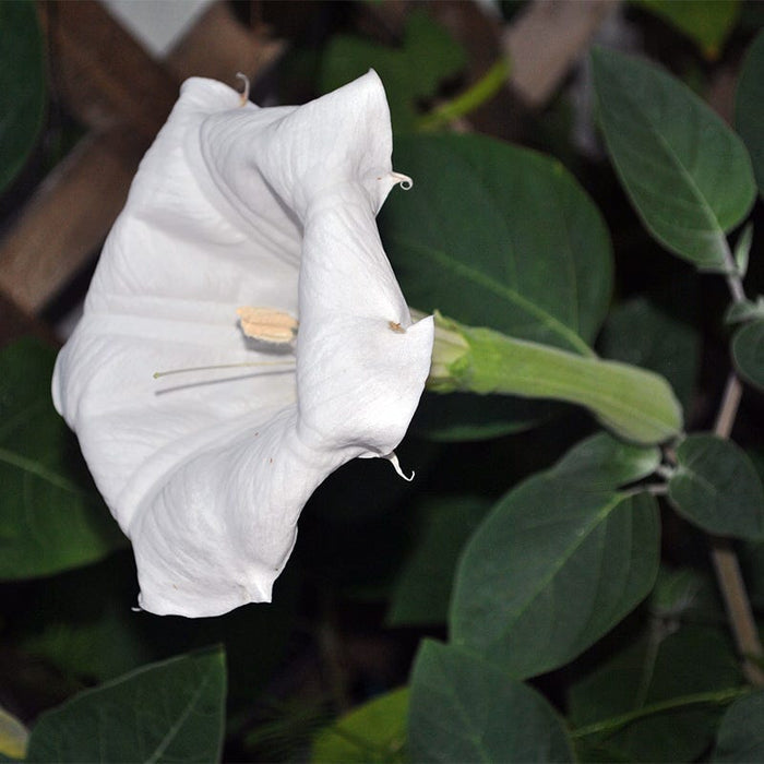 Moon Flower Seeds|White Moon Flower Seeds, Ipomea alba, Moon Flower