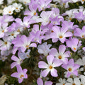 Mountain Phlox Seeds|Mountain Phlox, Linanthus grandiflorus
