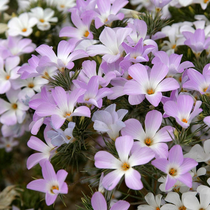 Mountain Phlox Seeds|Mountain Phlox, Linanthus grandiflorus
