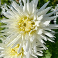 My Love Semi Cactus Dahlia|My Love Semi Cactus Dahlia flower close up