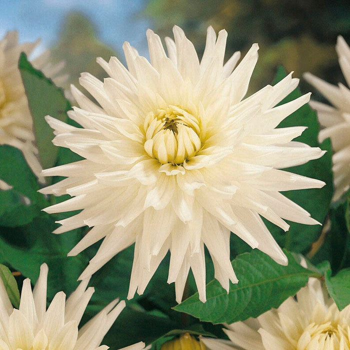 My Love Semi Cactus Dahlia|My Love Semi Cactus Dahlia flower close up