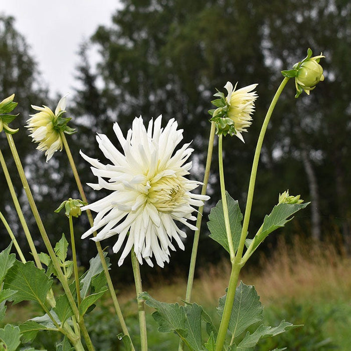 My Love Semi Cactus Dahlia|My Love Semi Cactus Dahlia flowering in meadow