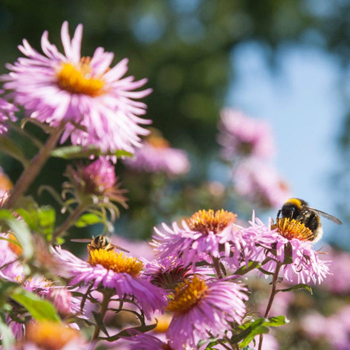New England Aster|Purple Aster novae angliae, New England Aster