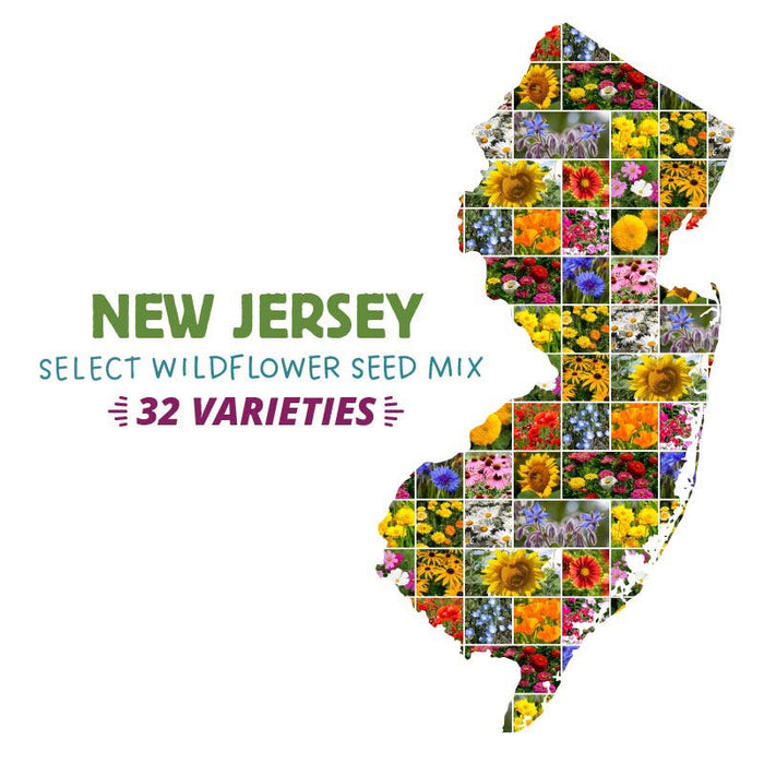 New Jersey Select Wildflower Seed Mix|New Jersey Select Wildflower Seed Mix