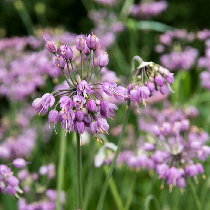 Nodding Onion (Allium)|Nodding Onion with whimsical purple star-shaped flowers, Allium cernuum