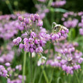 Nodding Onion (Allium)|Nodding Onion with whimsical purple star-shaped flowers, Allium cernuum