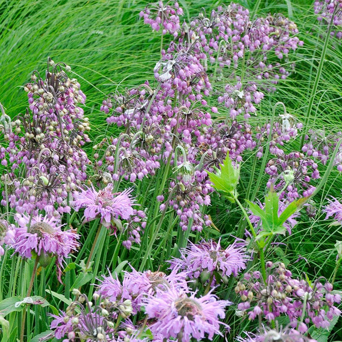Nodding Onion (Allium)|Nodding Onion in the garden with monarda, Allium cernuum