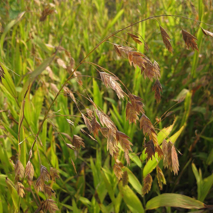 Northern Sea Oats|Northern Sea Oats, River Oats, Chasmanthium latifolium