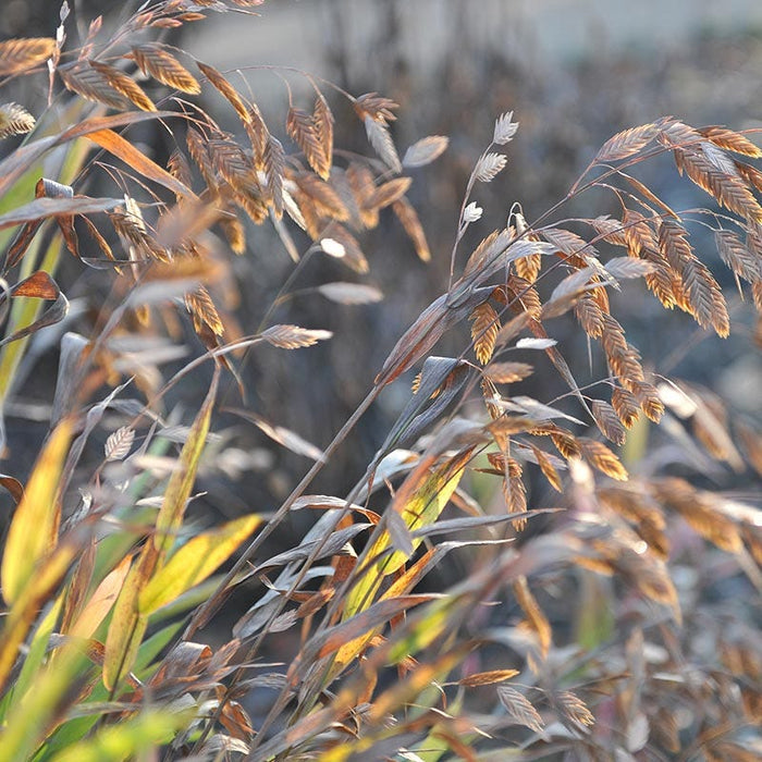 Northern Sea Oats|Northern Sea Oats, River Oats, Chasmanthium latifolium