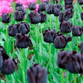 Paul Scherer Triumph Tulip|Almost Black Triumph Tulip Bulbs Paul Scherer, Tulipa, Triumph Tulips