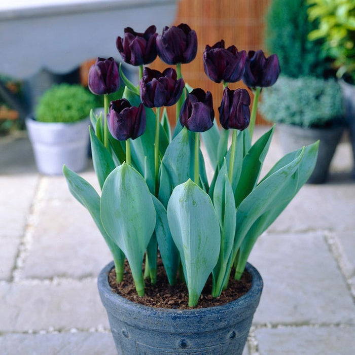 Paul Scherer Triumph Tulip|Almost Black Triumph Tulip Bulbs Paul Scherer, Tulipa, Triumph Tulips. In pot