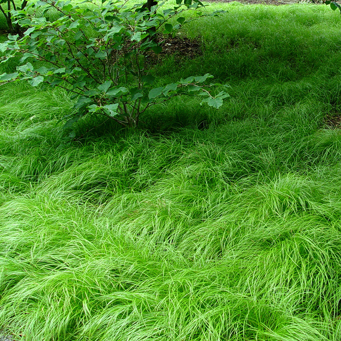 Pennsylvania Sedge, Photo courtesy George Weigel