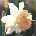 Petit Four Double Daffodil|Petit Four Double Daffodil, Narcissus ‘Petit Four’