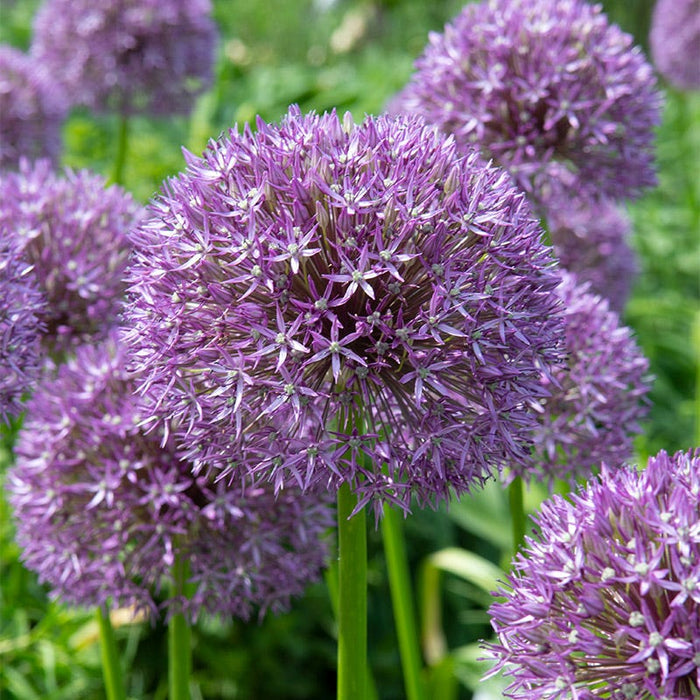 Pinball Wizard Allium|Purple Pinball Wizard Allium, Allium Pinball Wizard