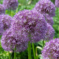 Pinball Wizard Allium|Purple Pinball Wizard Allium, Allium Pinball Wizard