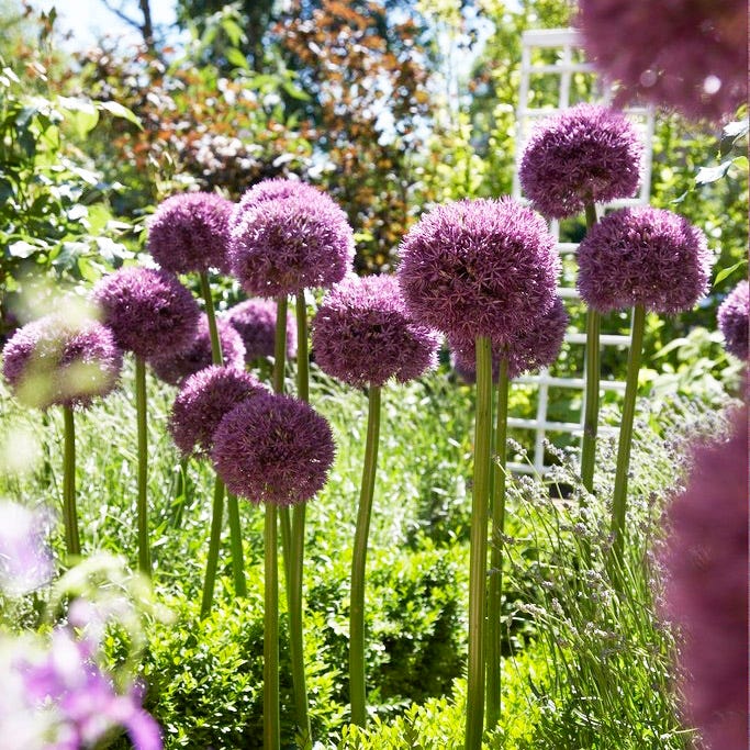 Pinball Wizard Allium|Purple Pinball Wizard Allium, Allium Pinball Wizard blooming in the garden