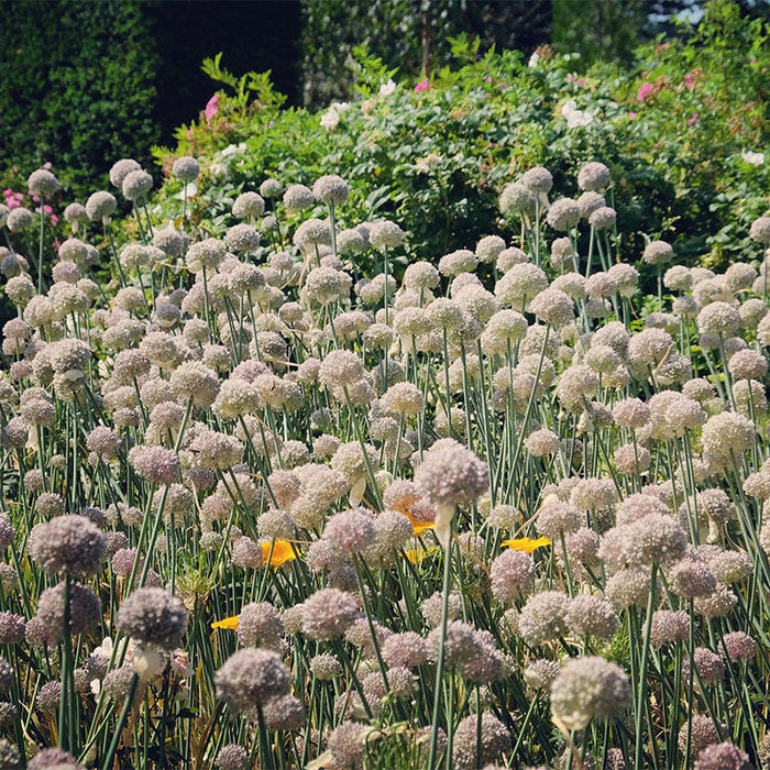 Ping Pong Allium|White Ping Pong Allium, Allium Ping Pong