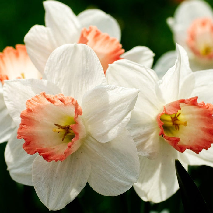 Pink Charm Large Cupped Daffodil|Pink Charm Large Cupped Daffodil, Narcissus ‘Pink Charm’