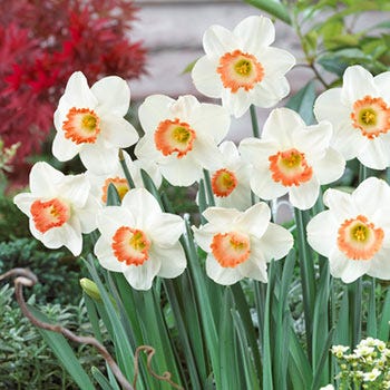 Pink Charm Large Cupped Daffodil|Pink and White Large Cupped Daffodil Bulbs Pink Charm, Narcissus, Large Cupped Daffodils