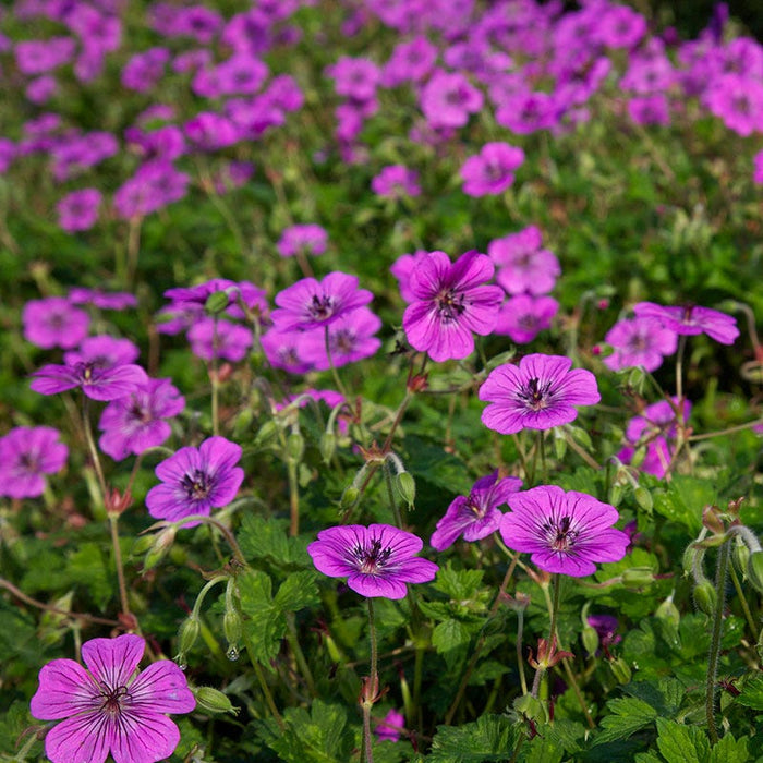 Pink Penny Geranium|Geranium Pink Penny, Crane's Bill