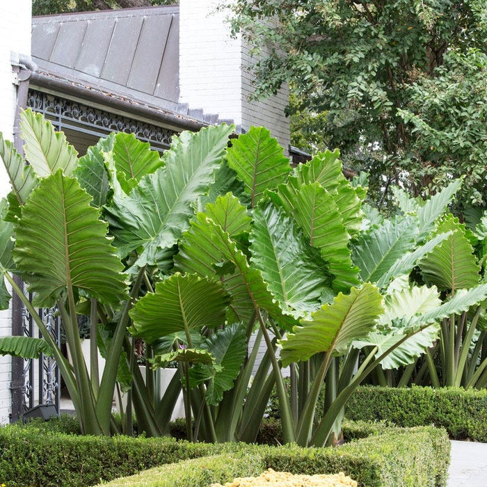 Portora Upright Elephant Ear|Upright Elephant Ear Portora, Alocasia portora