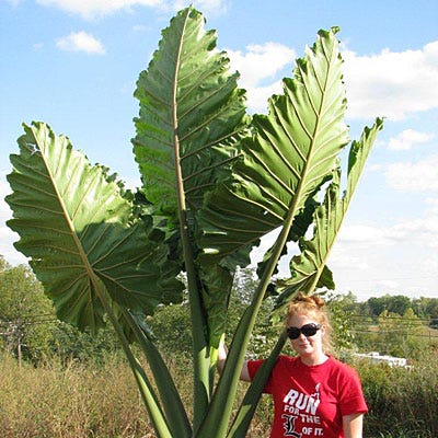 Portora Upright Elephant Ear|Upright Elephant Ear Portora, Alocasia portora, Upright Elephant Ear
