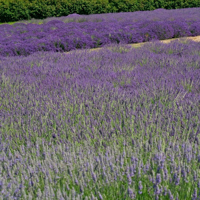 Provence Lavender|Purple Lavender Provence, Lavandula x intermedia, Lavender