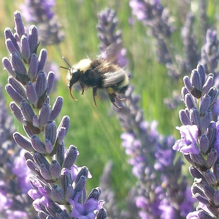 Provence Lavender|Purple Lavender Provence, Lavandula x intermedia, Lavender