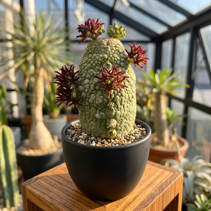 Pseudolithos migiurtinus Succulent, Unique Stone-Like Desert Plant
