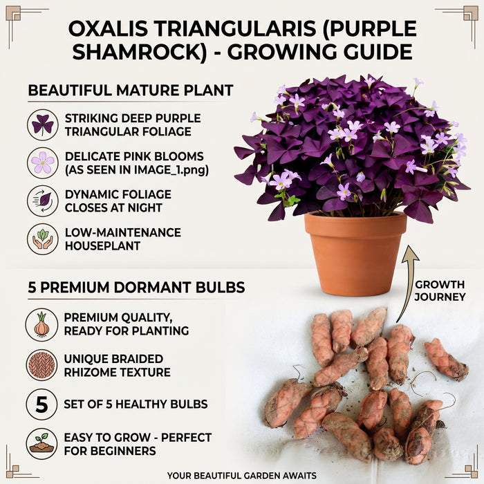Purple Oxalis Triangularis Bulbs, 5‑Count for Indoor & Outdoor Growing