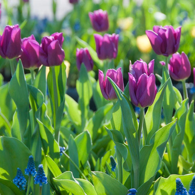 Purple Prince Single Early Tulip|Purple Prince Single Early Tulip