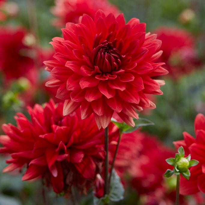 Rainbow Dahlia Collection|Babylon Red Dinner Plate Dahlia