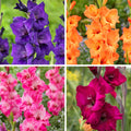Rainbow Gladiolus Collection