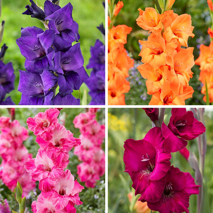 Rainbow Gladiolus Collection