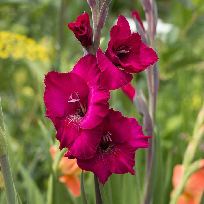 Plum Tart Gladiolus|Plum Tart Gladiolus, Gladiolus Plum Tart, Red Blooms