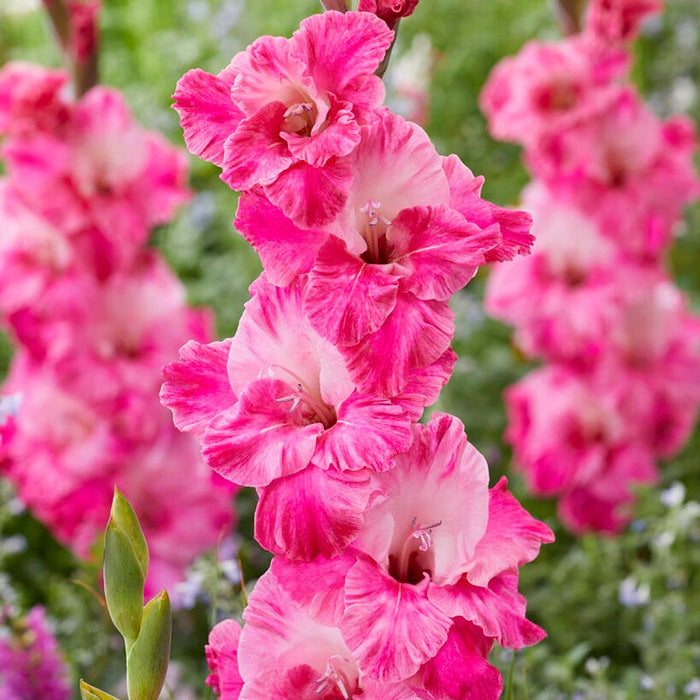 Hugo Gladiolus|Hugo Gladiolus