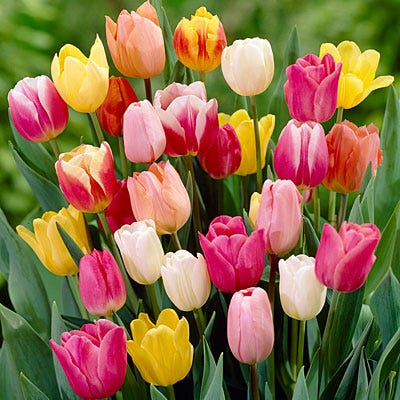 Rainbow Triumph Tulip Mix