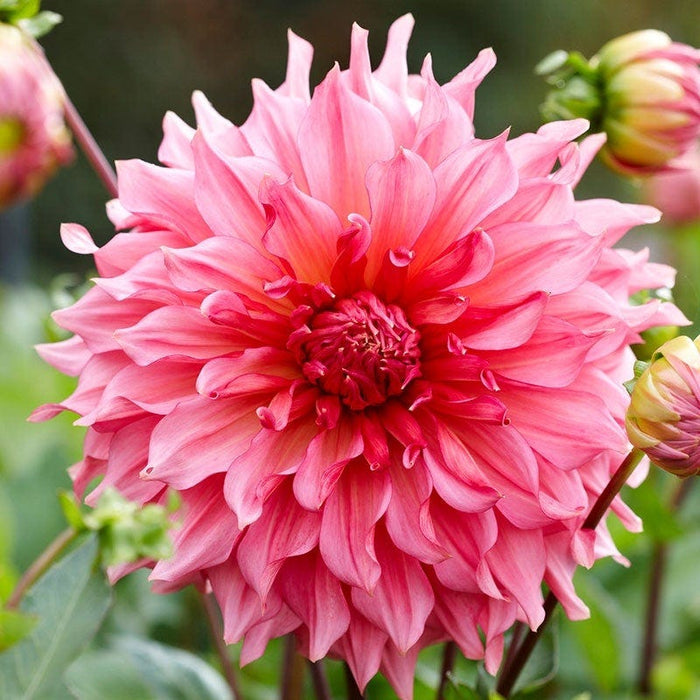 Raspberry Apricot Dinner Plate Dahlia Collection|Islander Dinner Plate Dahlia